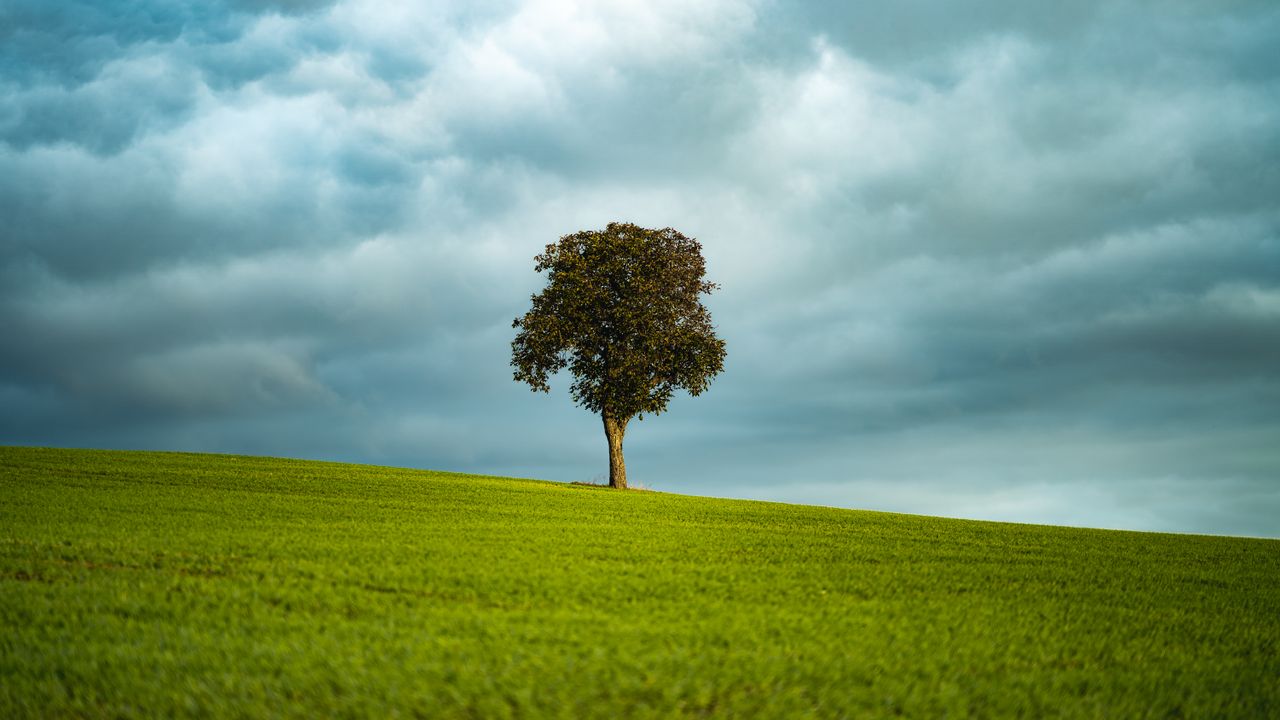A single tree standing alone in an open field under heavy clouds