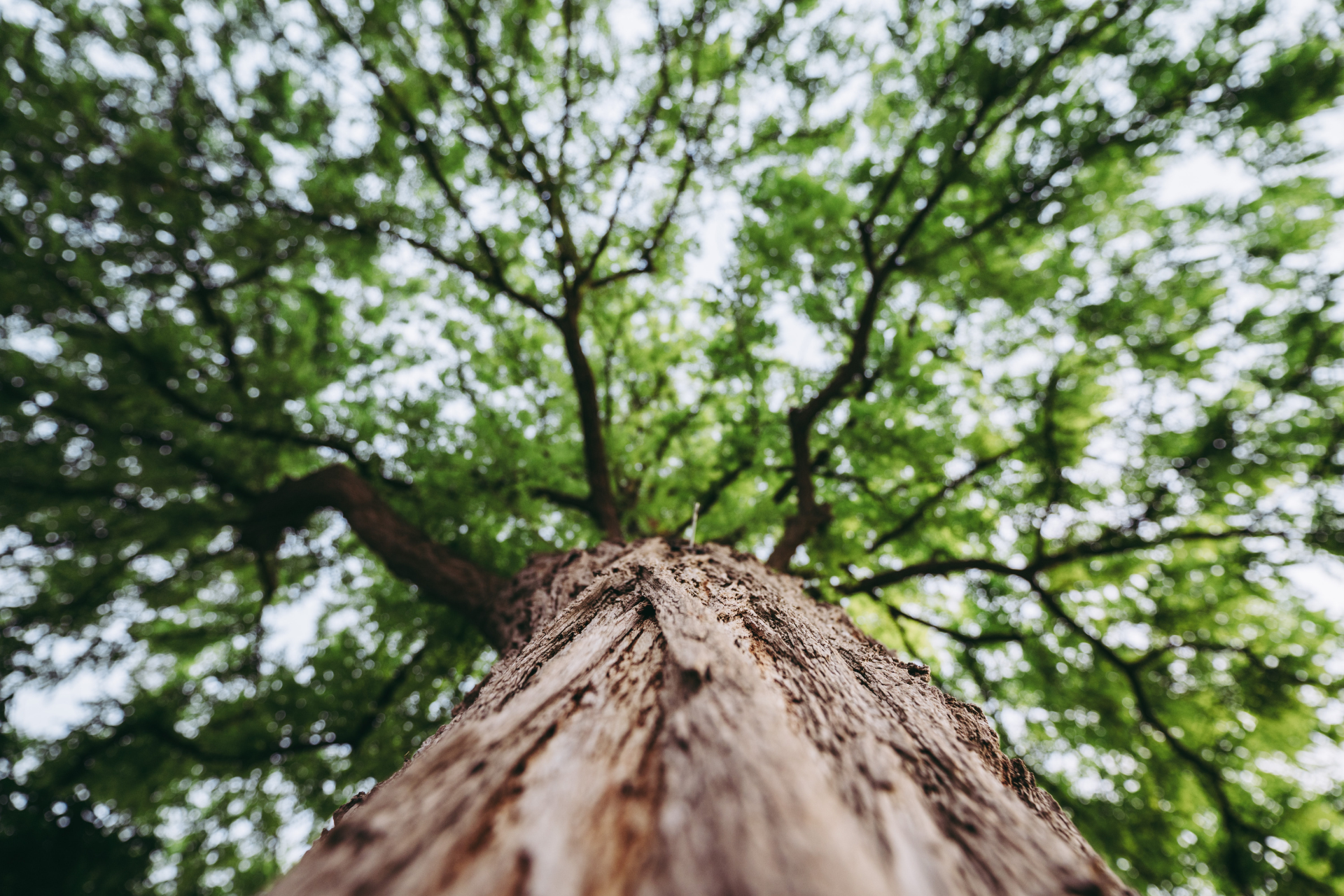 Looking up into a green tree canopy