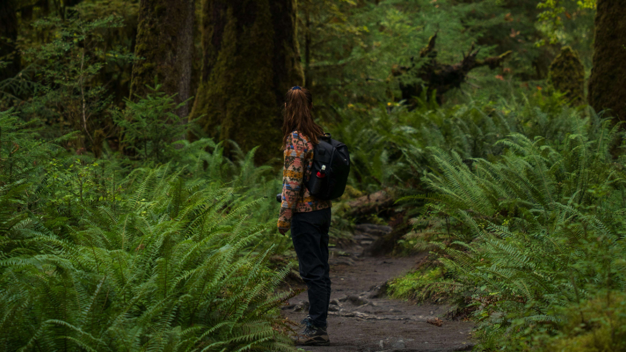 Woman with a backpack walking alone on a forest trail surrounded by tall moss covered trees and ferns | international therapy and coaching | find therapist abroad | expat mental health support | England | Netherlands | Germany