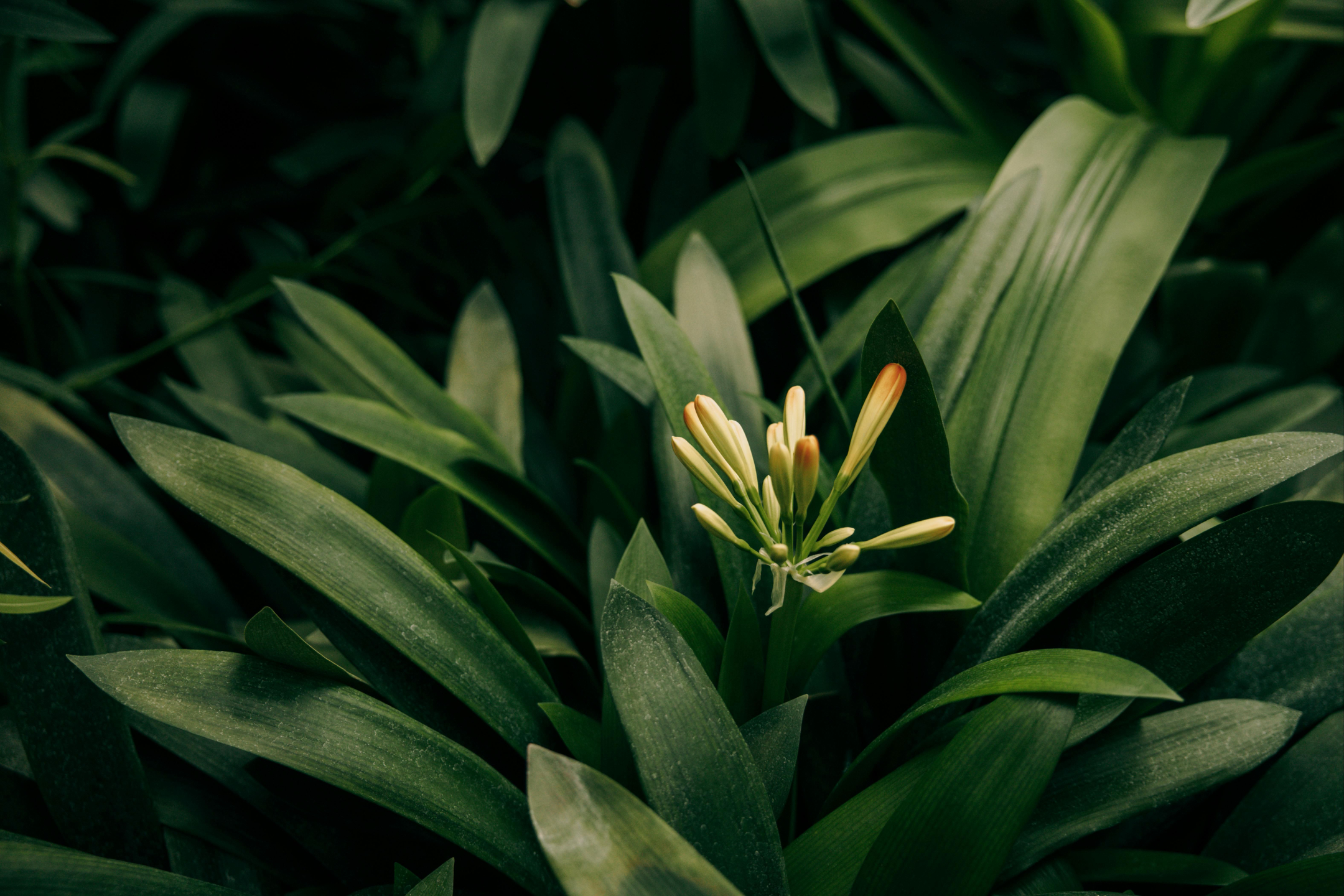 Anti-aging-Prescriptions