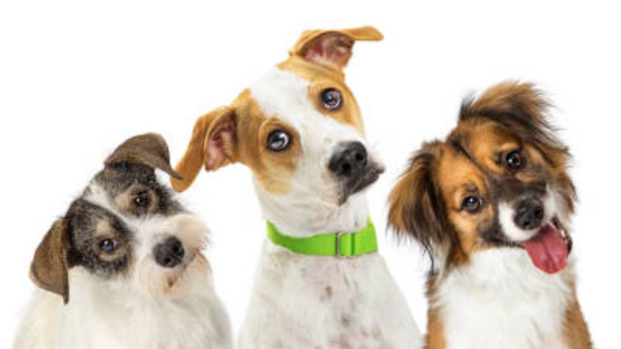 What Did You Say? The Value of Active Listening