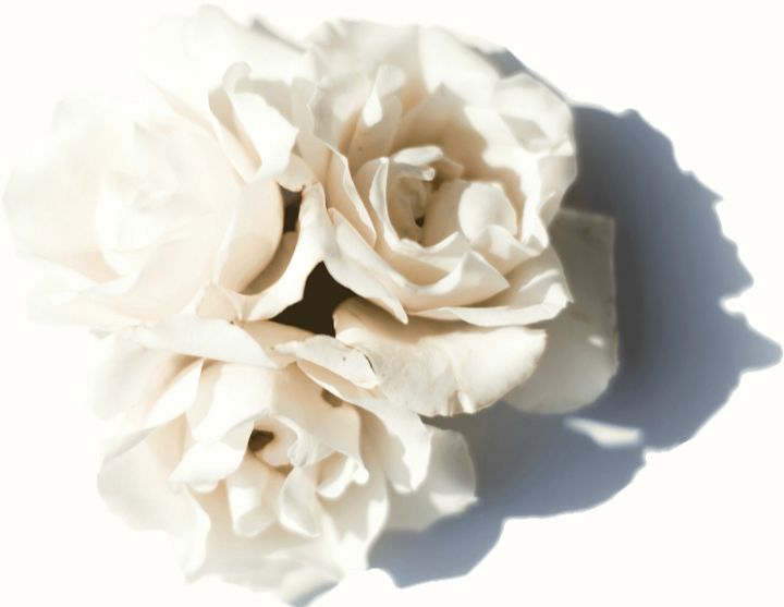 Drei weiße Rosen in einem Strauß