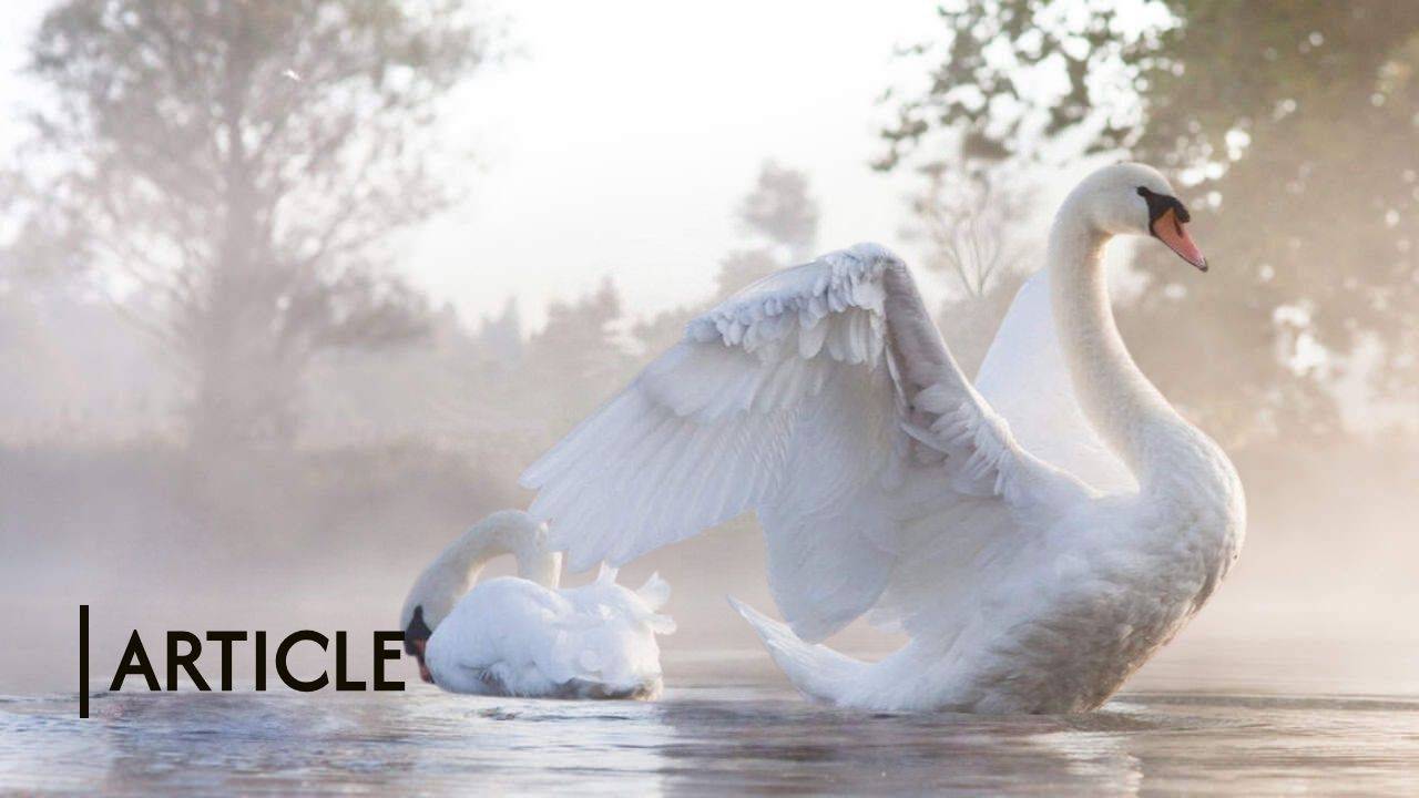 The Lone Path of the Swan