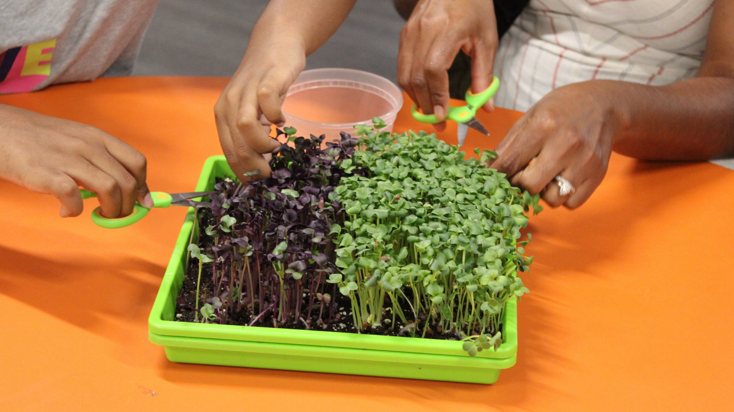 Hands using scissors to harvest microgreens from a tray