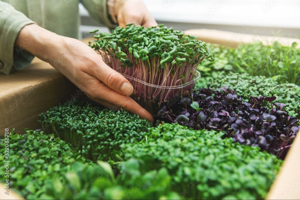 Participants cutting and collecting microgreens at a workshop