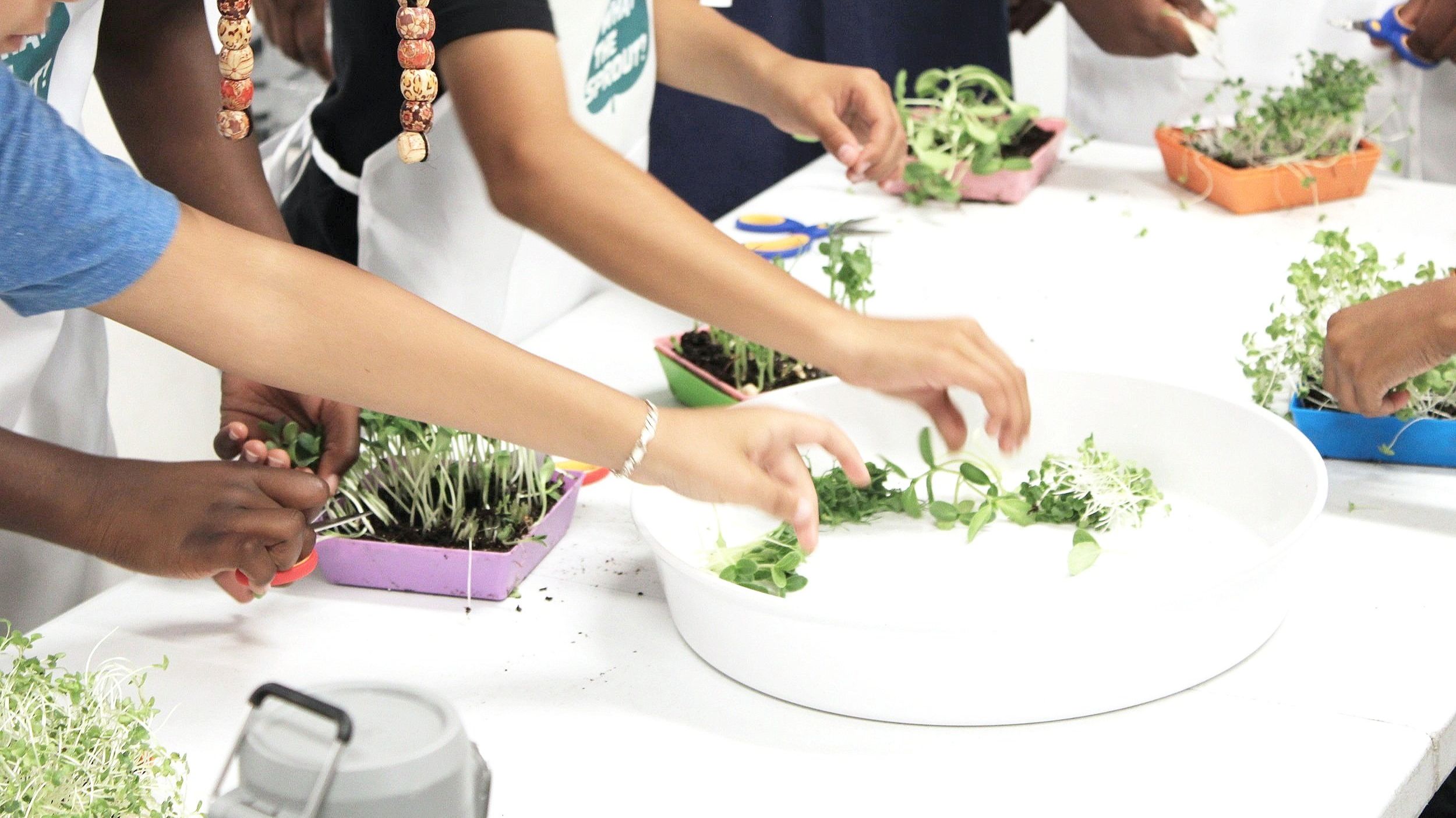 Participants harvesting microgreens during a hands-on workshop