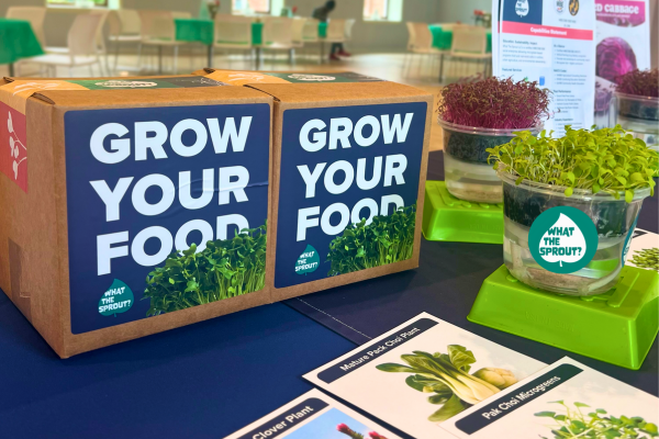 Participants cutting and collecting microgreens at a workshop