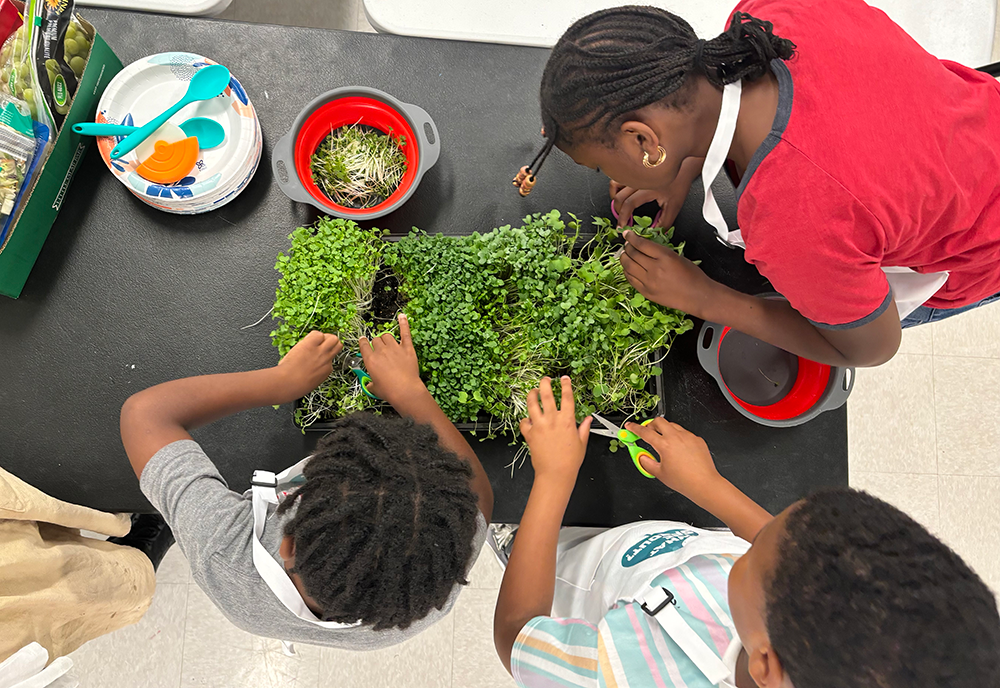 Children harvesting microgreens during a workshop