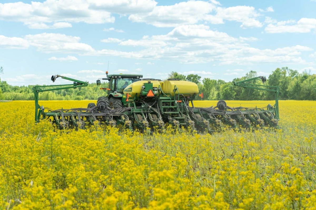 A green tractor pulling a wide planter with yellow seed tanks through a field of flowering yellow wild mustard, in sunshine, with a tree line behind.