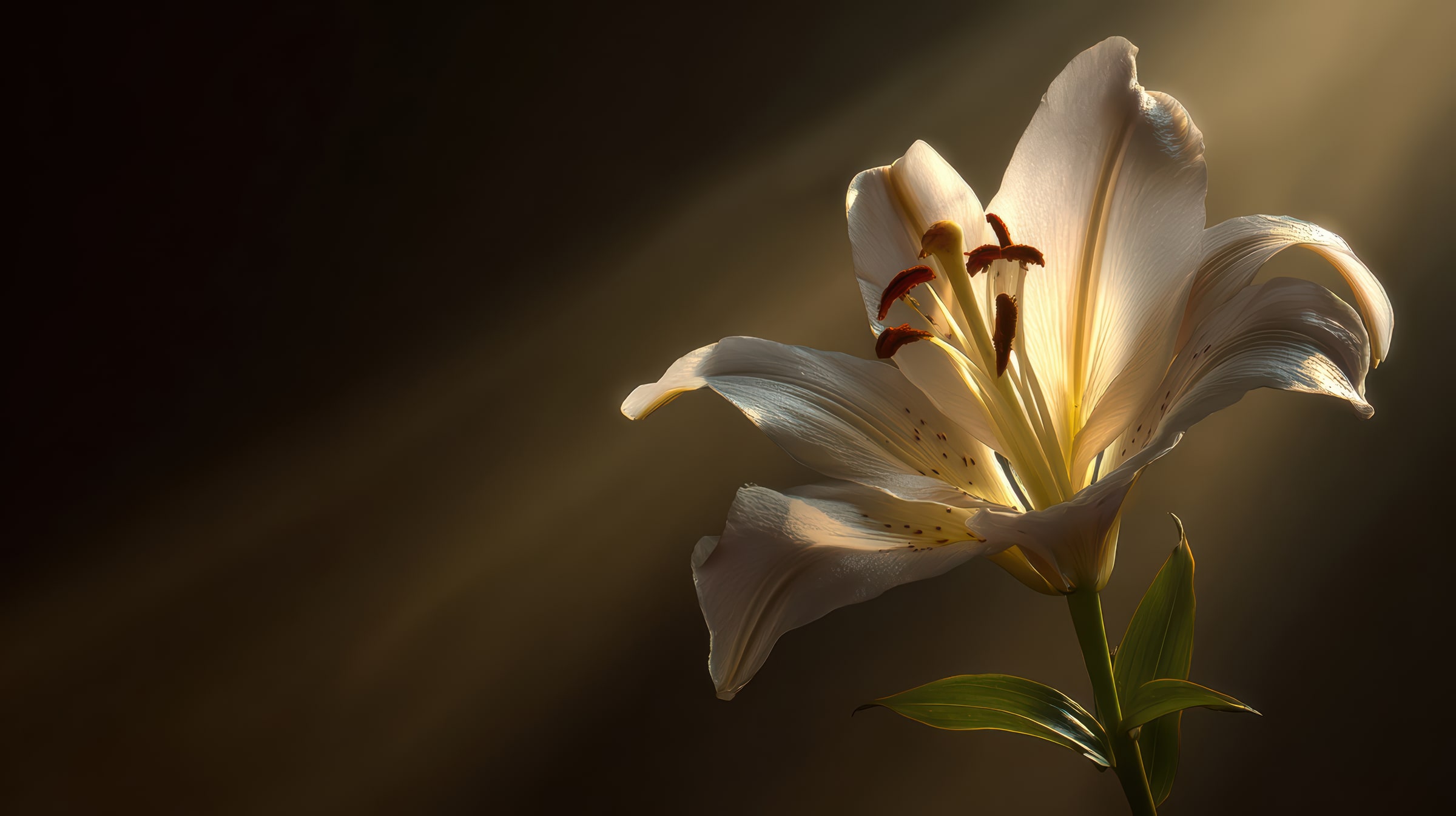 Lirios blancos iluminados por una luz dorada, símbolo de pureza y transformación