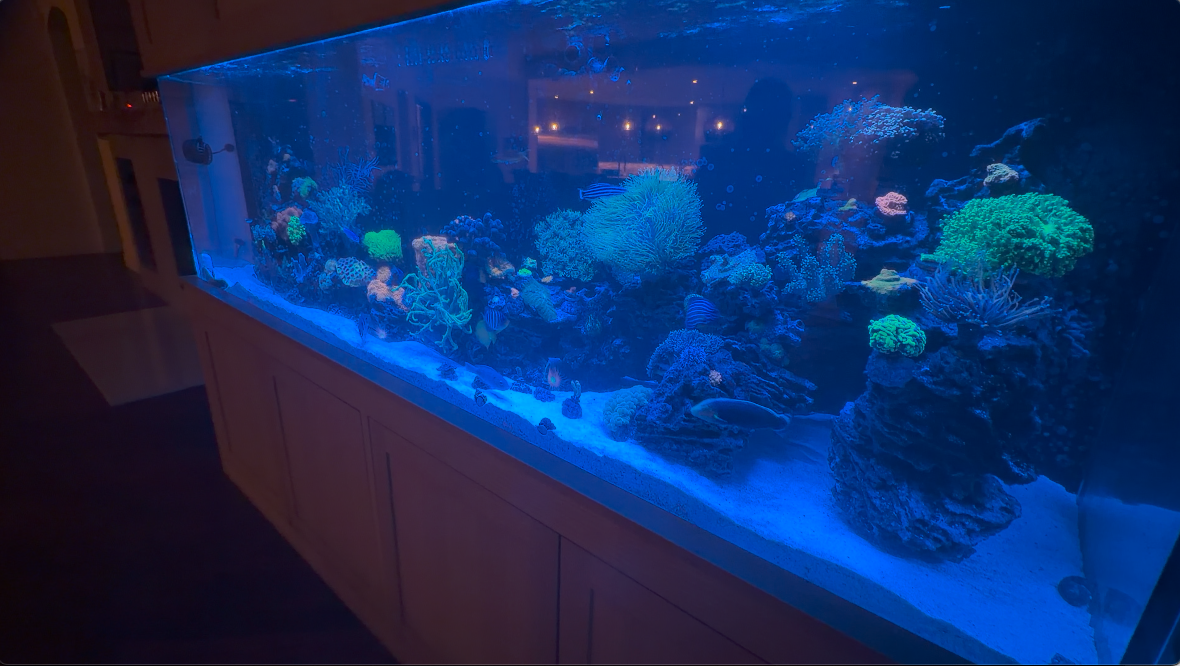 Wide reef aquarium filled with corals