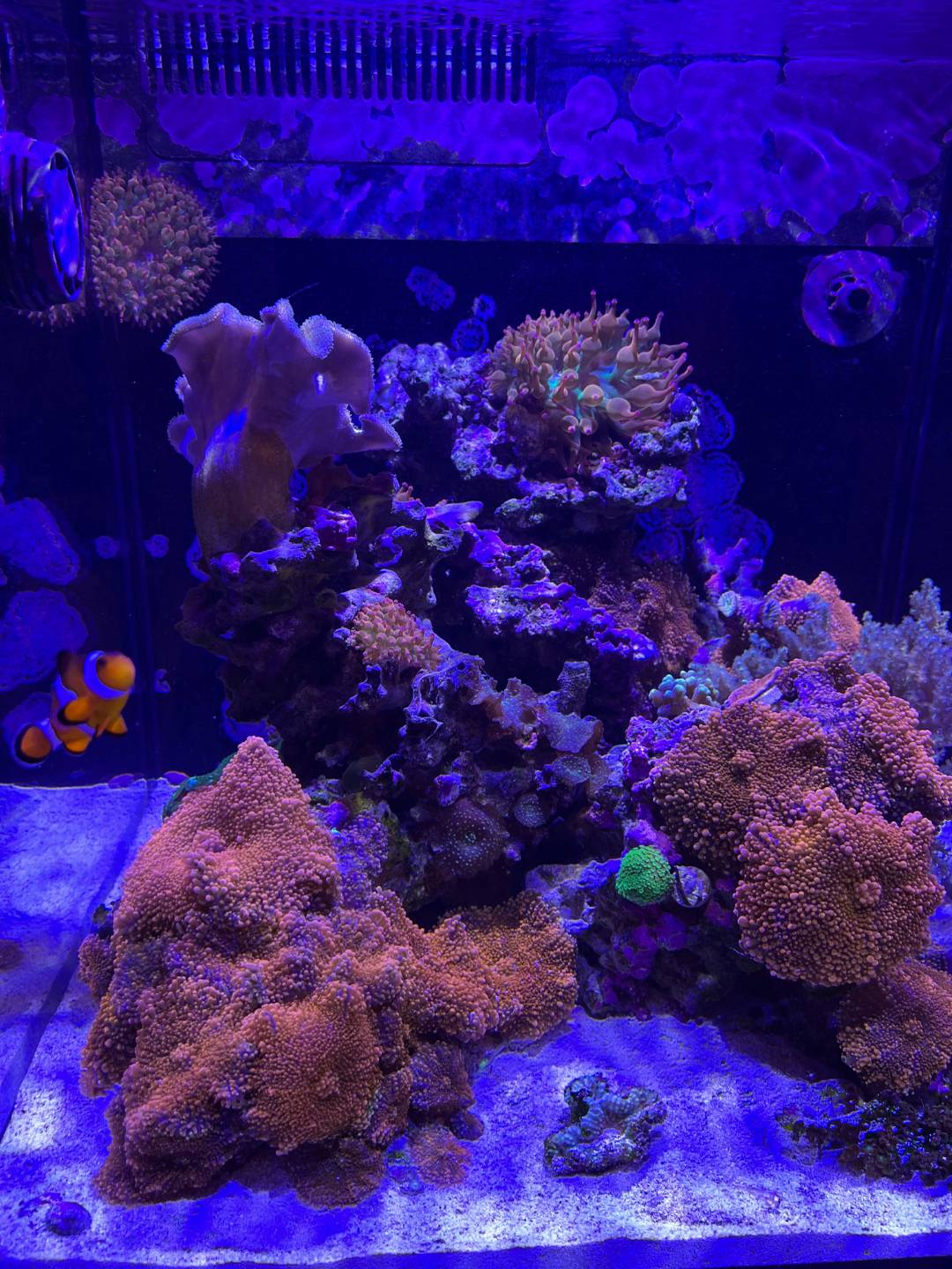 Corals and a clownfish under blue aquarium lighting