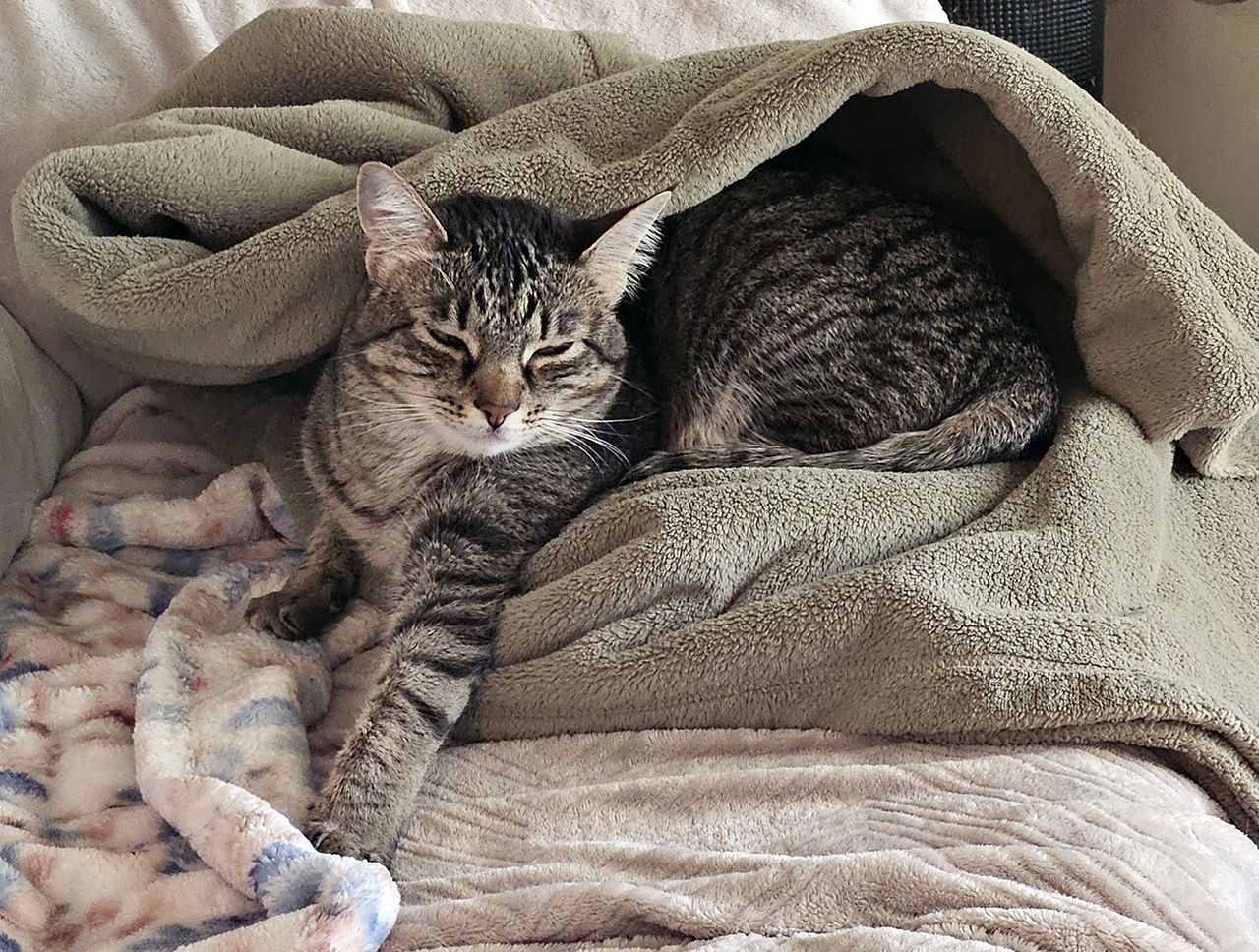 AHELP Project - Barb St. Amant’s, domestic shorthair kitty, Maddie