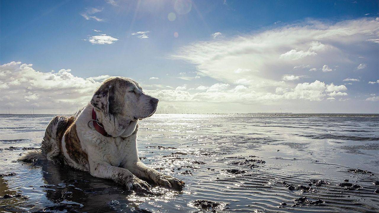 AHELP Project - Michelle Nichols blog post, What is Quality of Life? Pain Is Only Part of the Story, photo of senior dog enjoying the sun as laying down in the wet sand at the beach