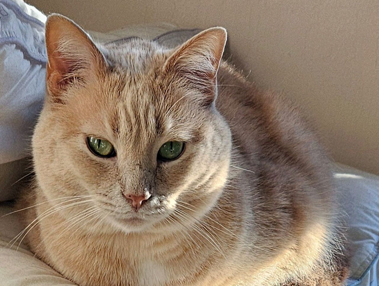 AHELP Project - Barb St. Amant’s, orange kitty, Strawberry
