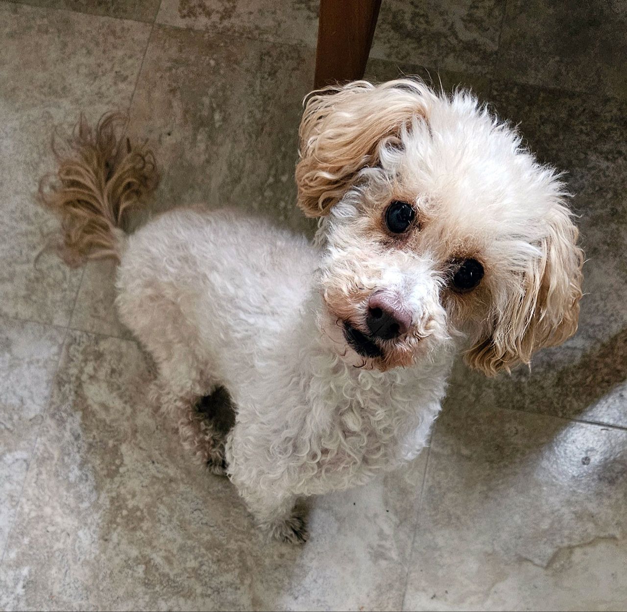 AHELP Project - Barb St. Amant’s sweet dog, Sammie, Poodle mix