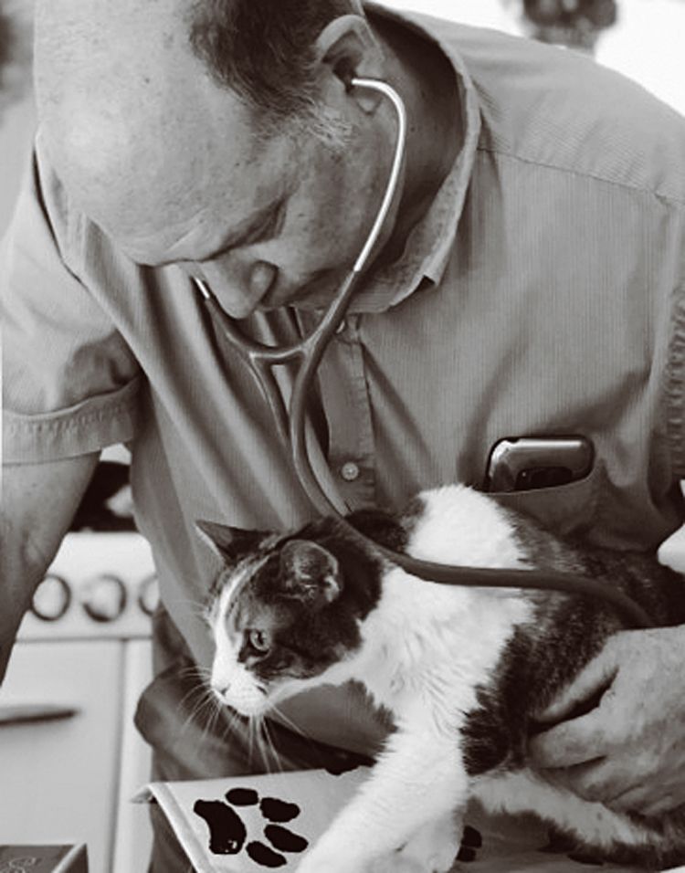 AHELP Project - Dr. Amir Shanan examining cat