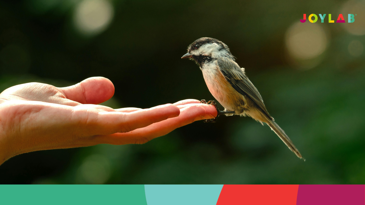 A hsmall chickadee sits on the finger tips of someone's upward facing palm.