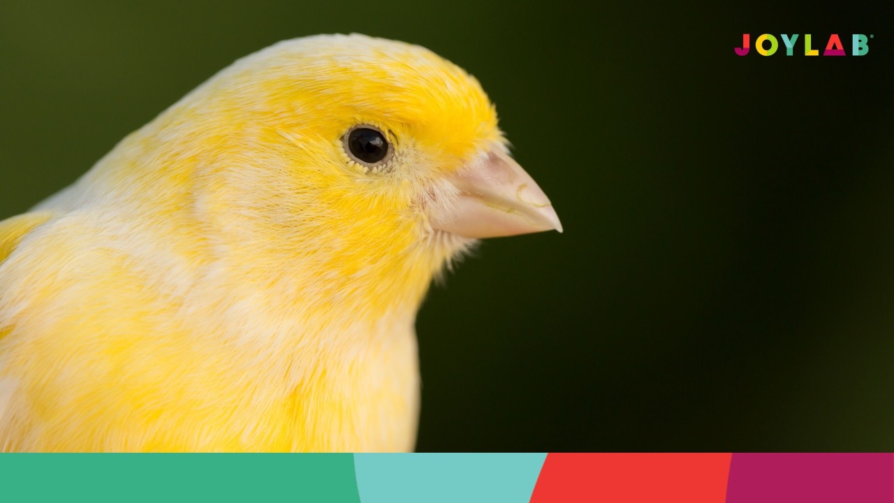 Portrait of a Canary