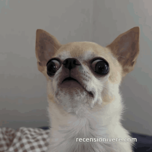 Shocked Chihuahua A wide-eyed chihuahua looking stunned, symbolizing panic or disbelief