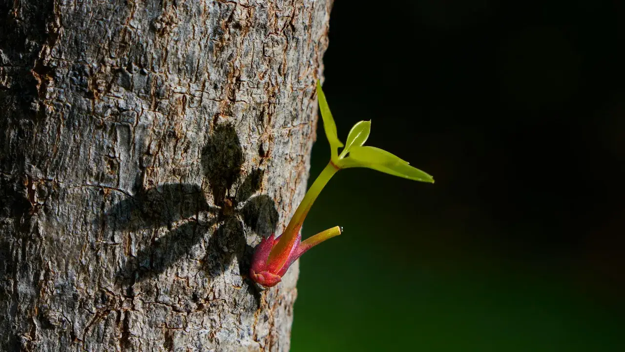 new growth from an old tree
