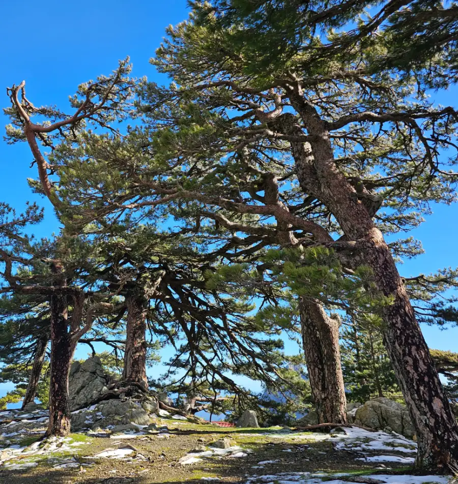 Old twisted pine trees on a rocky slope with patches of snow under a clear blue sky
