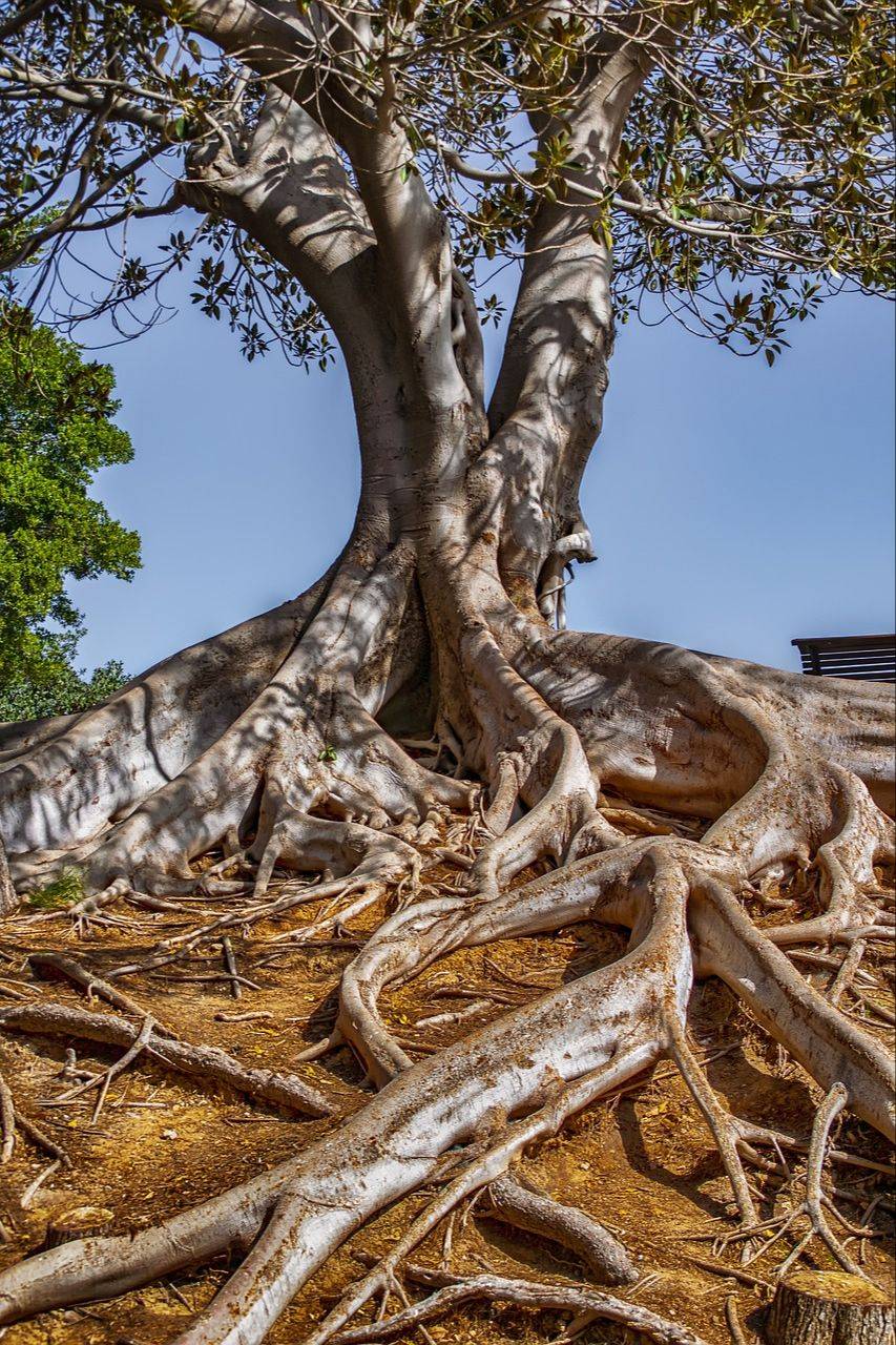 Root System by Sacred Paths