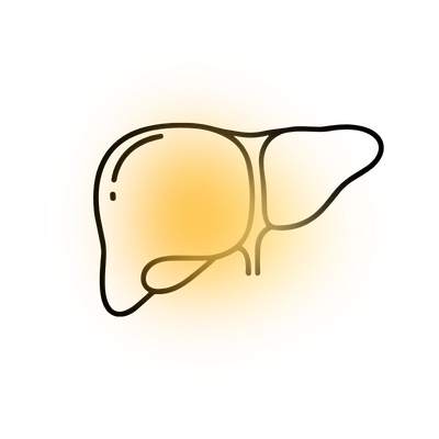 The Liver