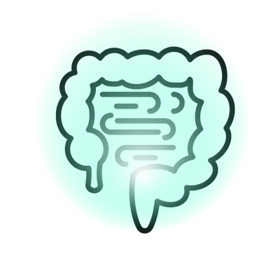 The Intestines