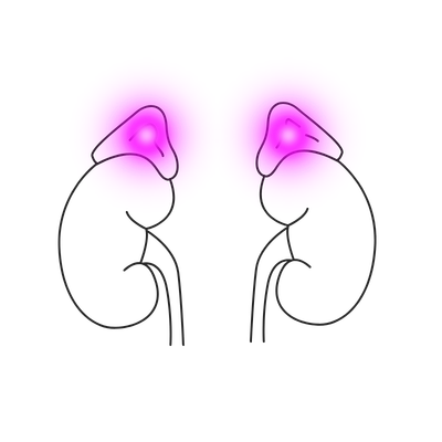 Adrenal Glands