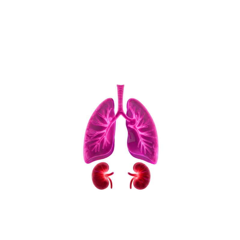 Respiratory System
