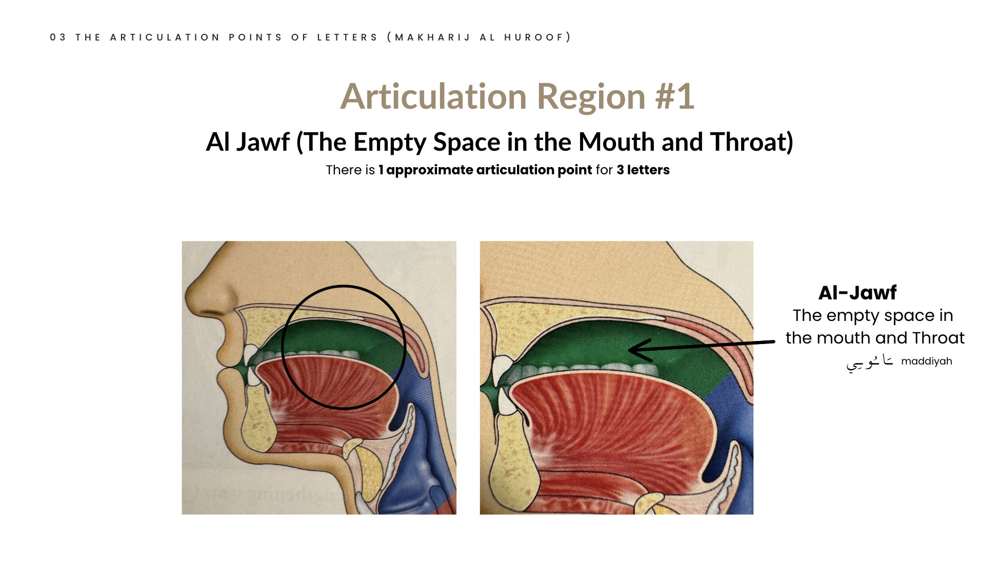 Articulation region diagram from the course