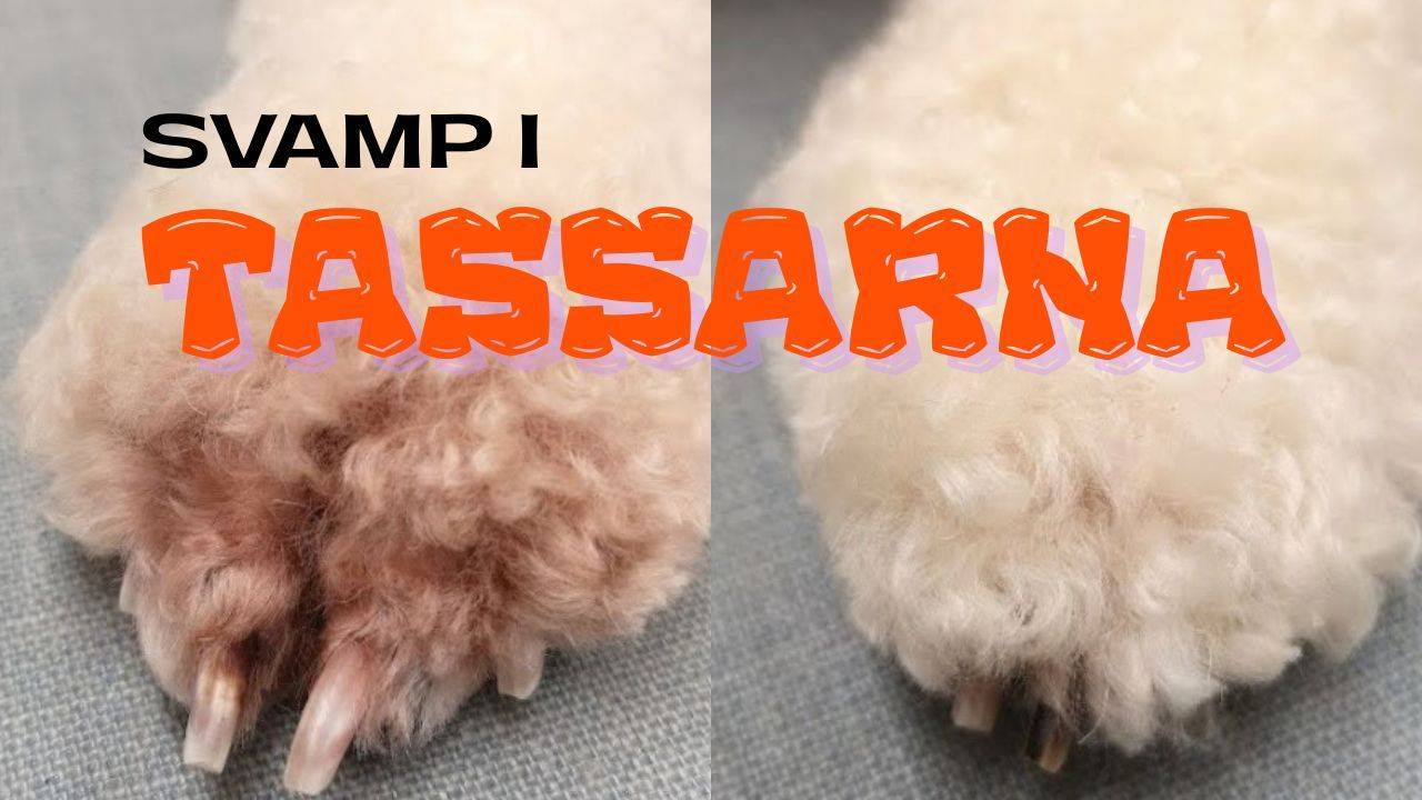 Hundtass före och efter behandling av svamp i tassarna - tovig, missfärgad päls till vänster och frisk, ljus päls till höger.