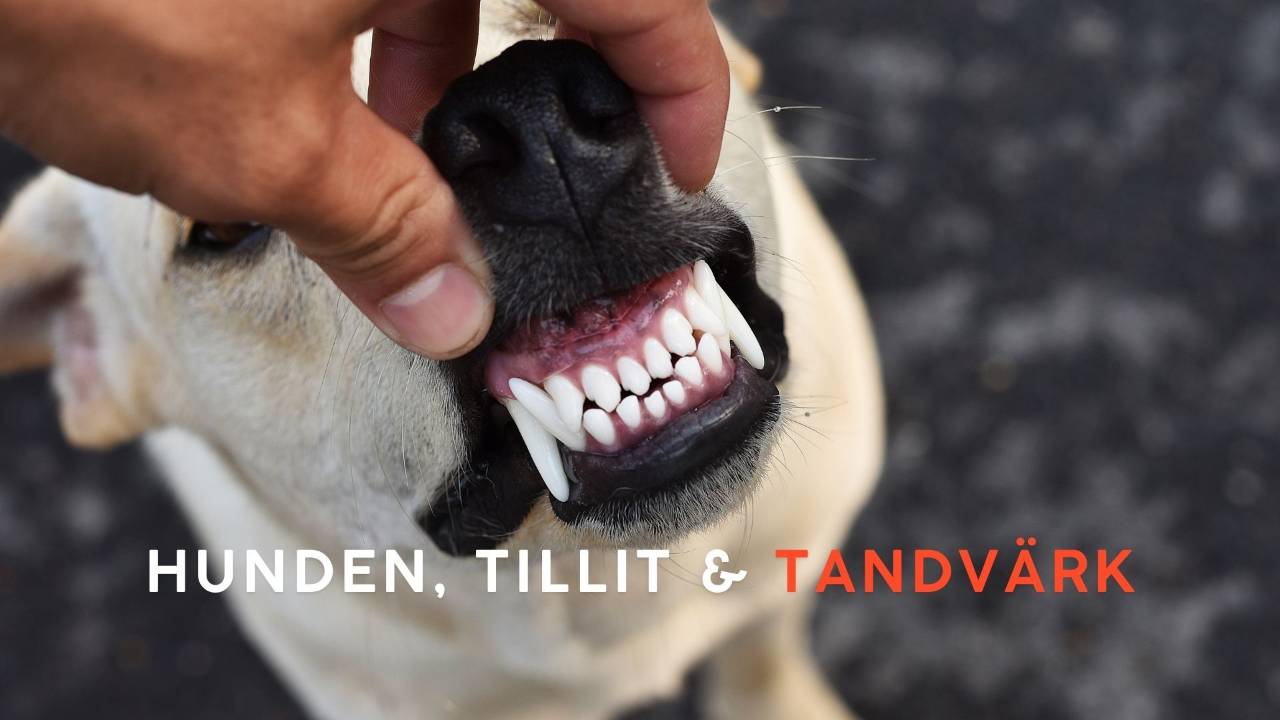 Hand lyfter försiktigt på en hunds läpp för att visa tänder och tandkött