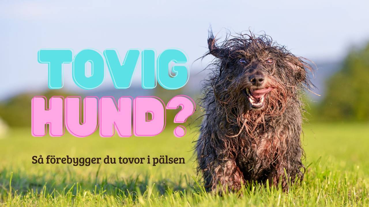 Hund med tovig, rufsig päls som springer på en gräsmatta - artikelbild för hur du förebygger tovor i hundens päls