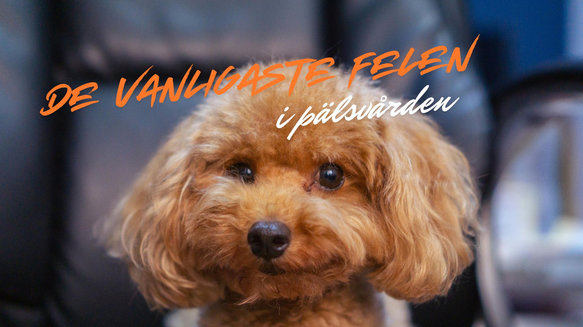 Vanliga misstag i pälsvården hundägare gör.