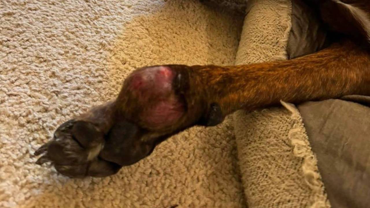You can identify mcts by recognizing their variable appearance as skin lumps that can change in size, turn red, or become itchy, followed by a veterinary Fine Needle Aspiration to confirm the cells under a microscope.