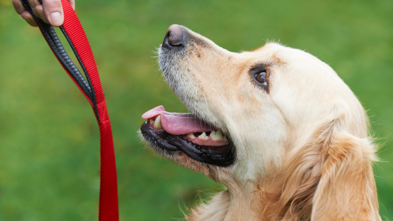 the best dog training certifications at Drake dog Cancer foundation with amber L Drake phd