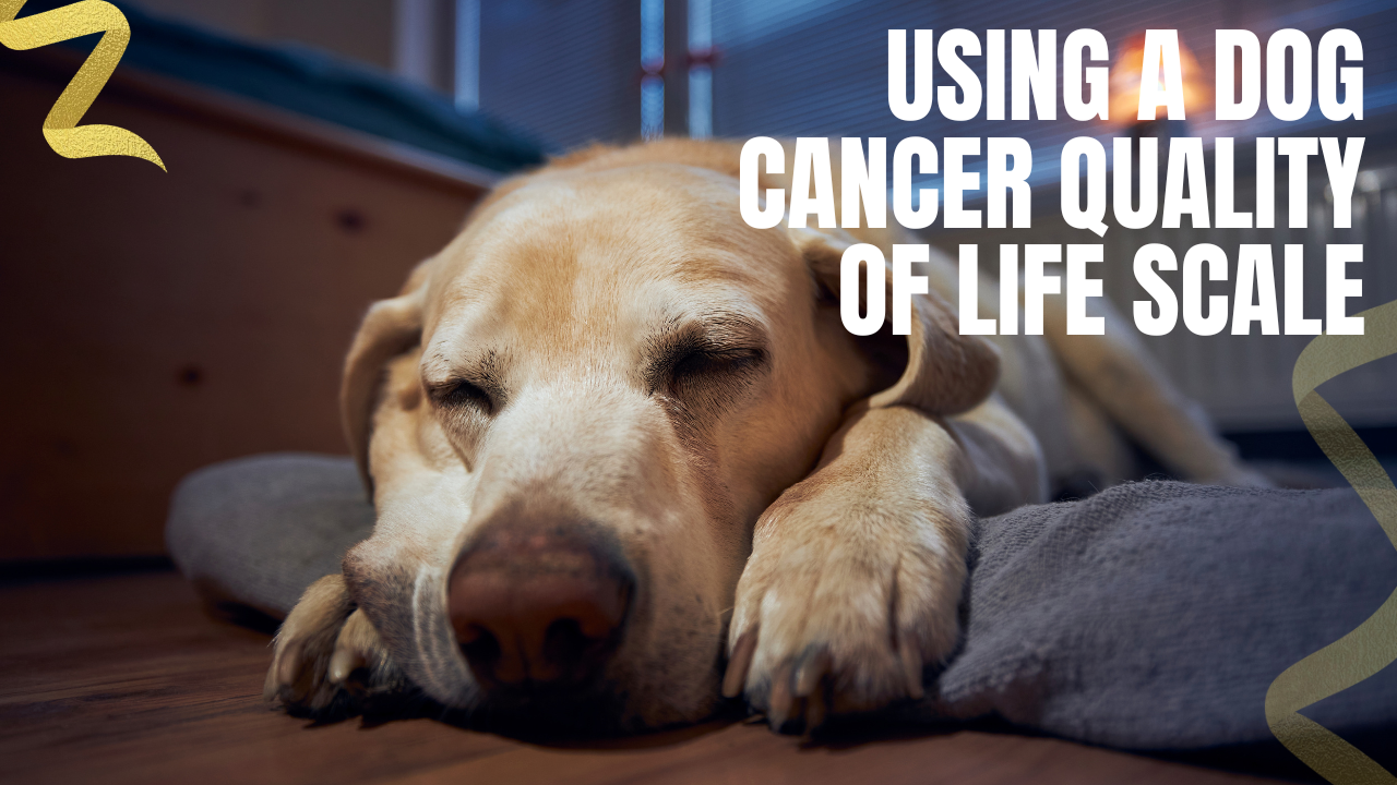 use a dog cancer quality of life scale to determine your dogs well-being
