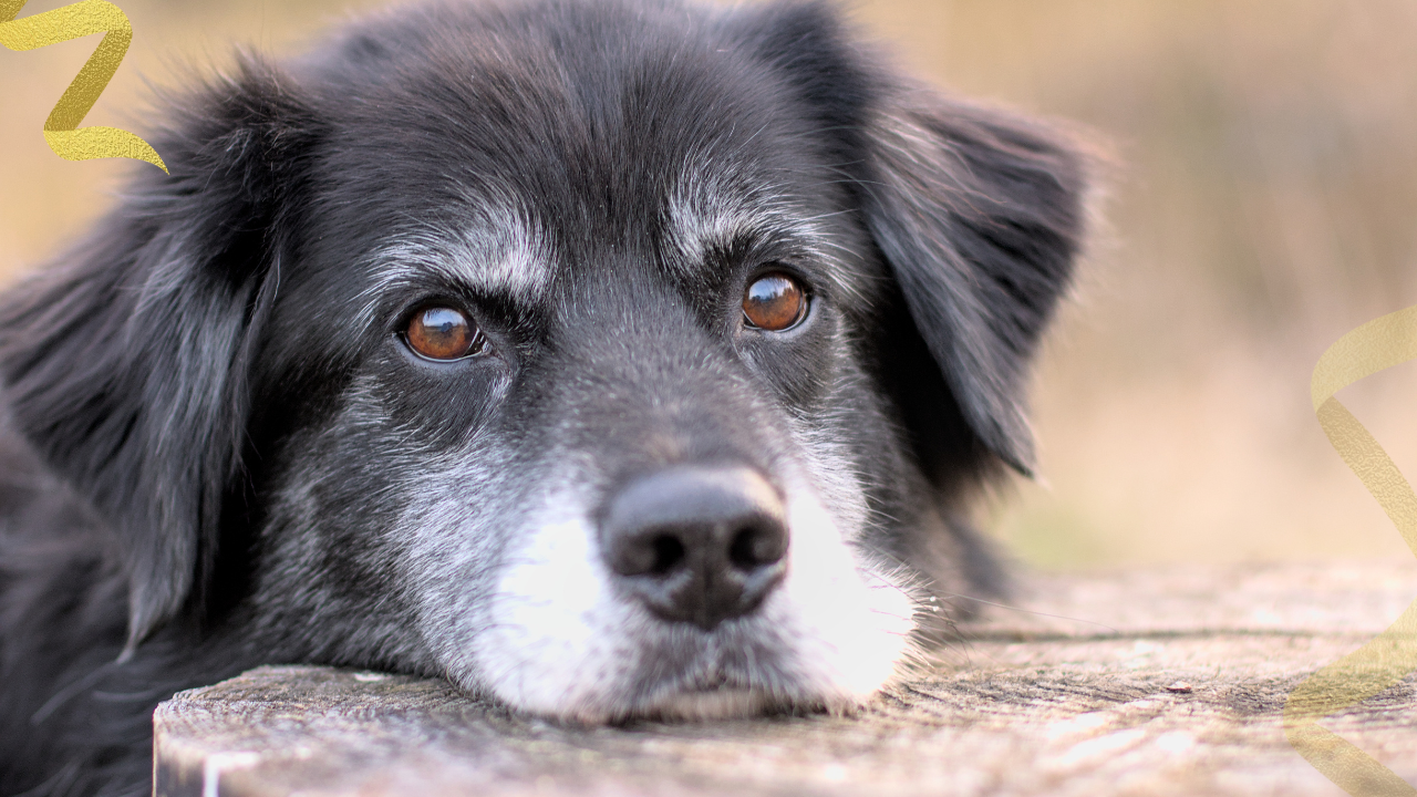 When veterinary behaviorists look for signs of dog dementia, they use the acronym DISHA.