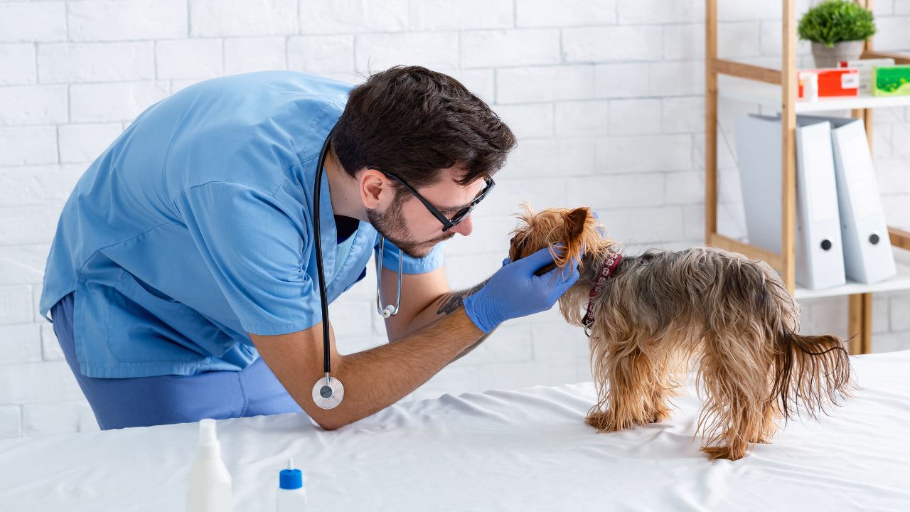 finding a veterinary oncologist for your dogs cancer case