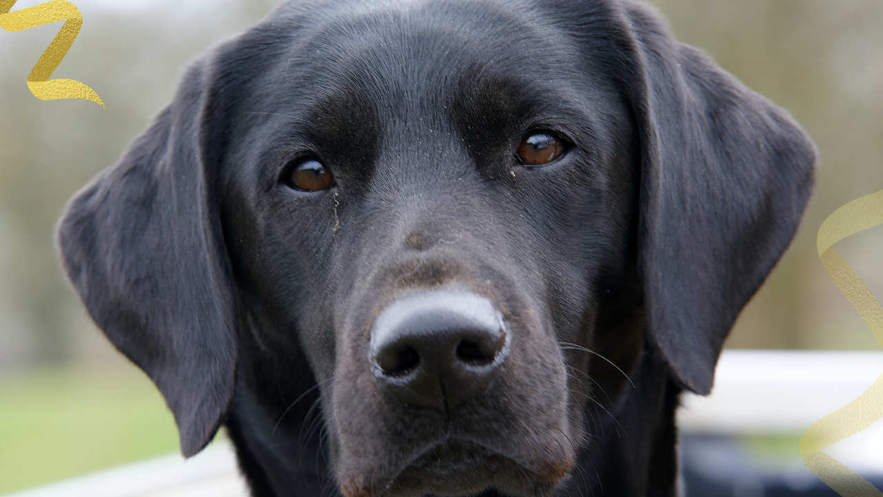 dog cancer staging and understanding splenic hemangiosarcoma