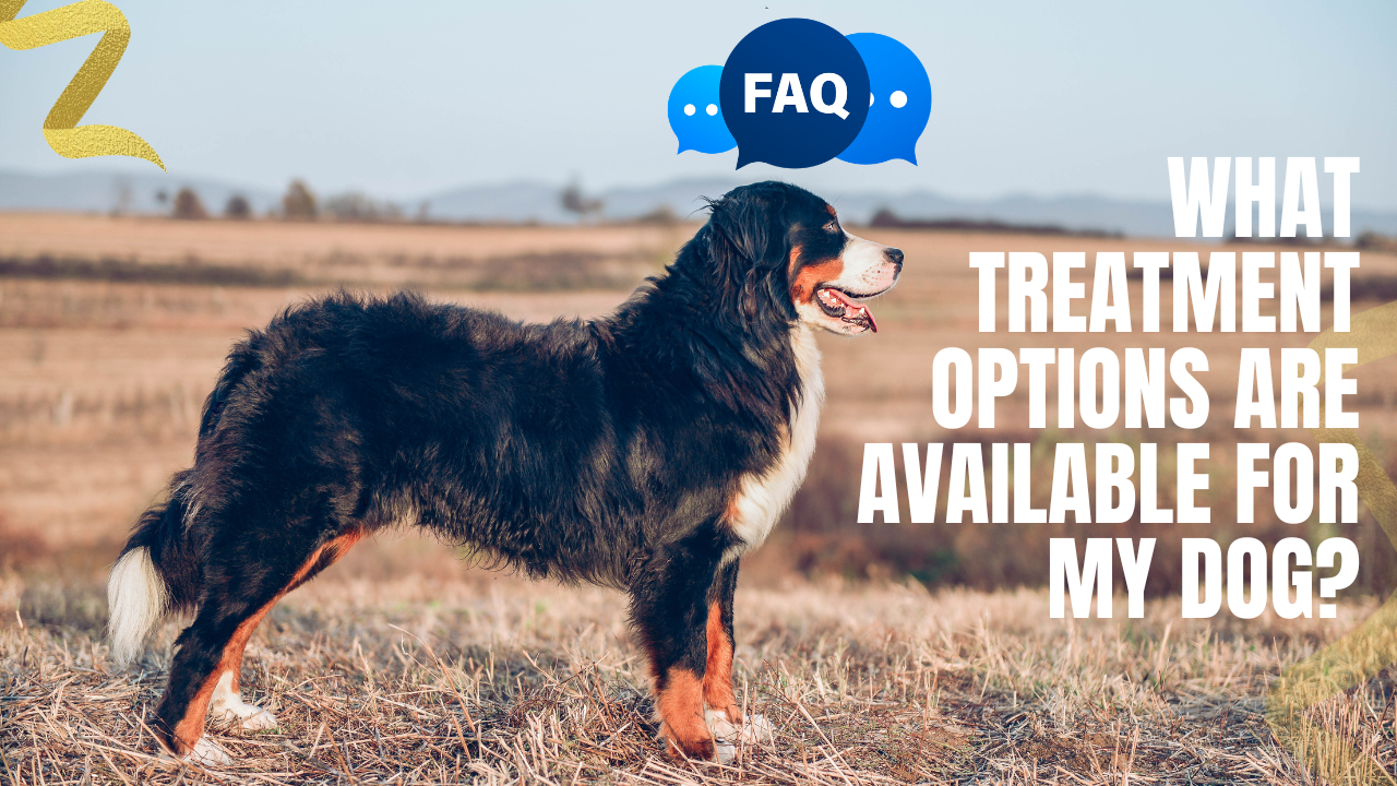 what conventional treatment options are available for my dog with cancer?