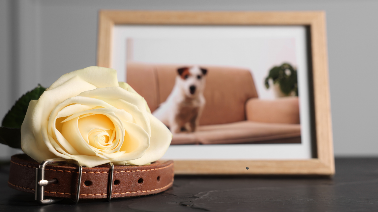grieving a dog who is still here