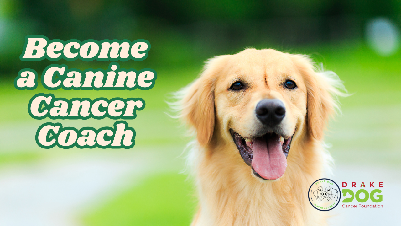 help families with dog Cancer navigate the difficult journey