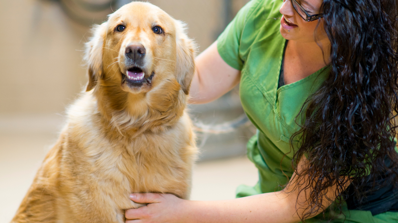 animal shelters and rescue organizations are a rewarding place to work for those who love dogs. There are a handful of positions available including fundraising support, marketing, animal care, and transportation. If you want to take it a step further, you may even consider opening your own.