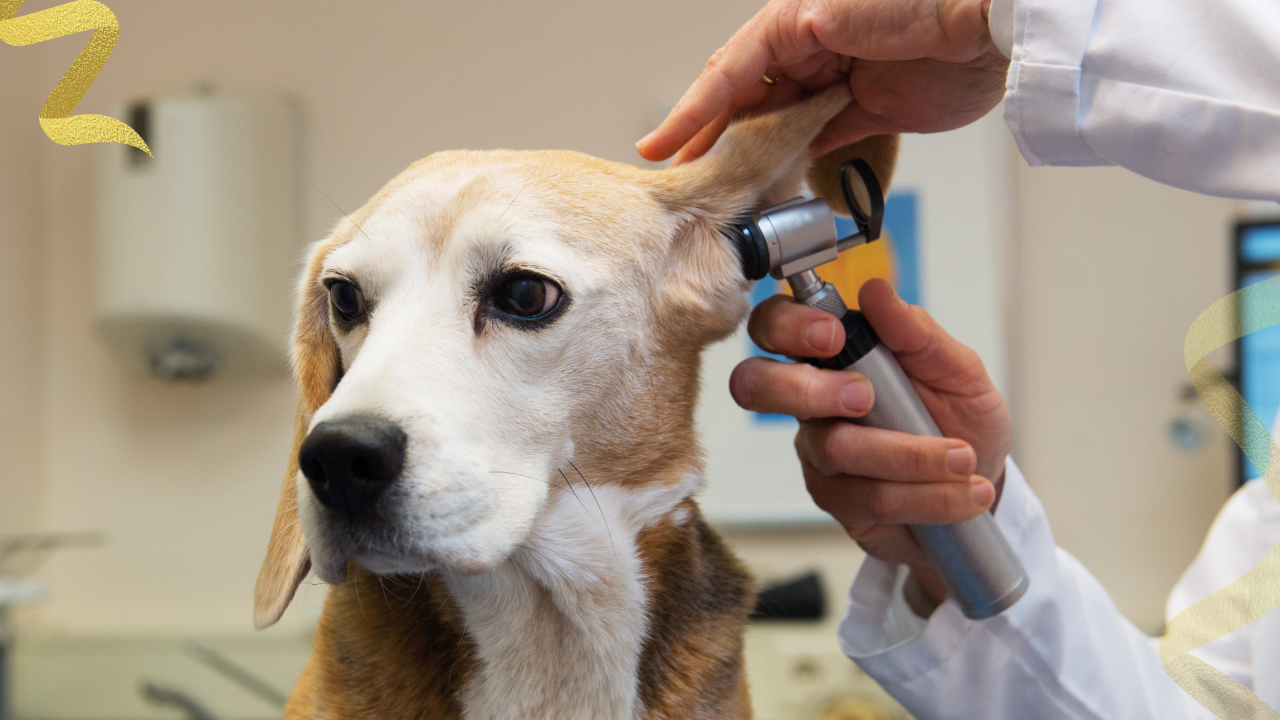 According to veterinary oncology information from Virginia Beach Veterinary Hospital, cancer is the leading cause of death in dogs over the age of 10, affecting approximately 50% of dogs aged 10 years and older. 