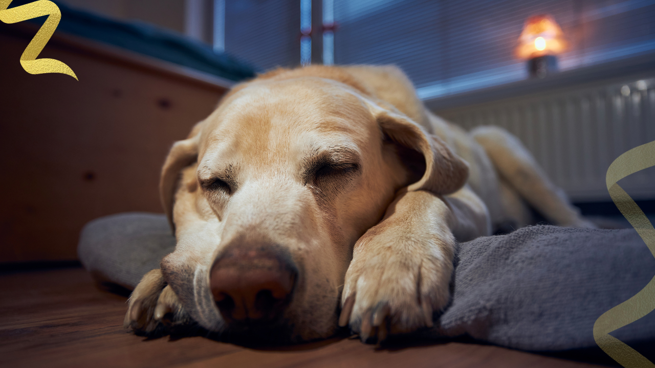 Canine hospice means comfort-focused care for a dog with a terminal or life-limiting condition. The priority changes from cure to quality of life. That usually includes pain relief, nausea control, mobility support, skin and hygiene care, feeding adjustments, anxiety reduction, and clear guidance for the family caring for the dog day by day.