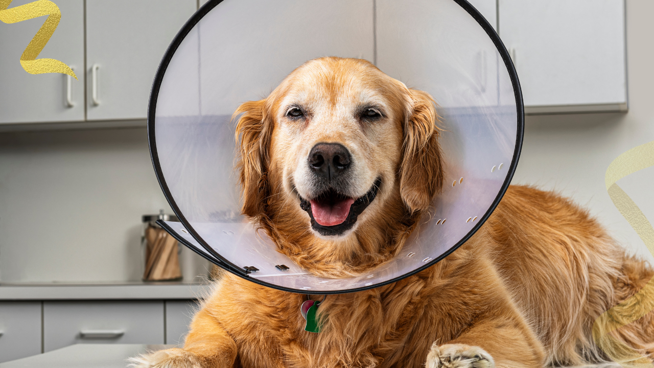 Pain control, incision protection, activity restriction, and eating are what drive recovery after cancer surgery in dogs. What the evidence says about the popular recovery supplements.