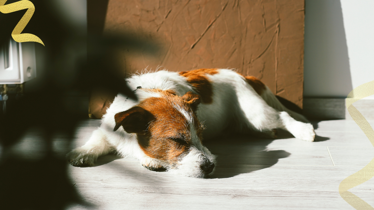 understanding liver cancer in dogs